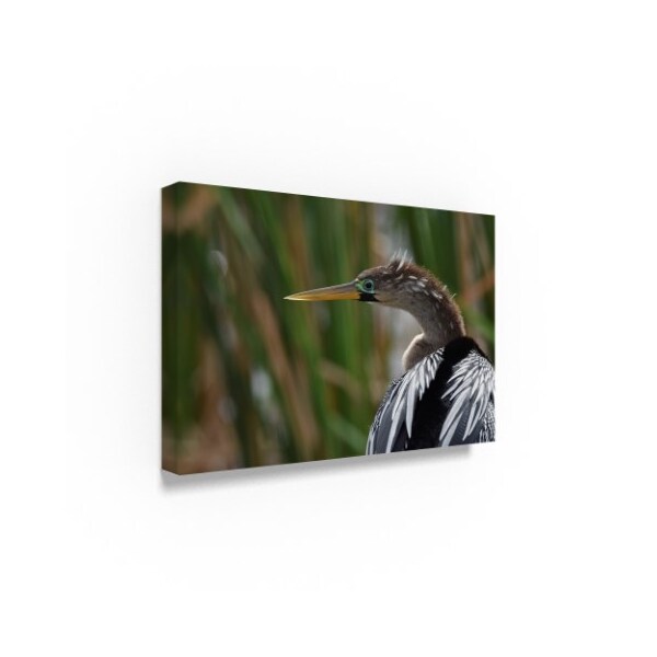 Robert Michaud 'Anhinga Center' Canvas Art,30x47